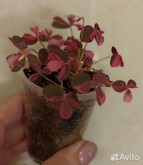 Оксалисы Plum Grazy, Sunset Velvet, Мармер и др