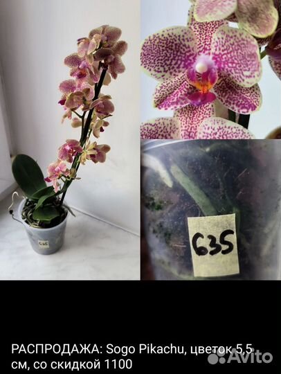 Орхидеи фаленопсис сортовые отцветают