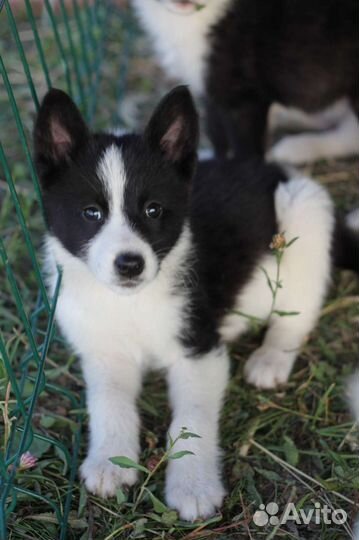 Карельская медвежья лайка (собака)