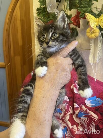 Котята ищут дом