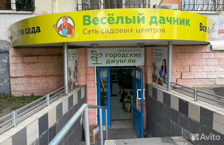 Строманта триколор