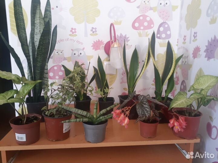 Комнатные цветы