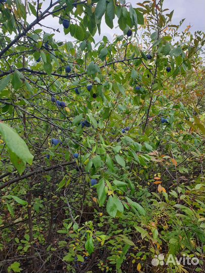 Саженцы сливы синей