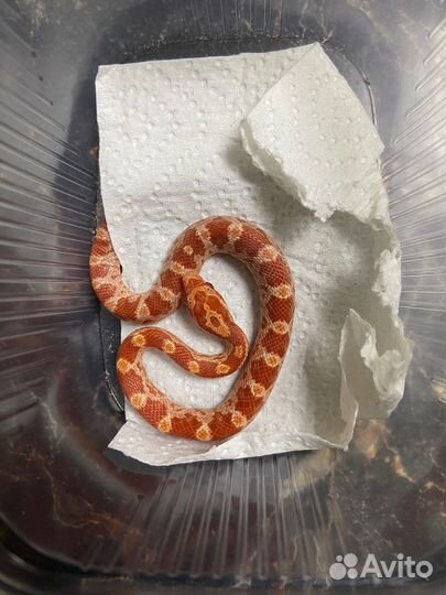 Маисовые полозы