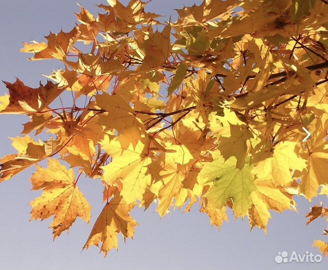 Клен остролистный (платановидный)