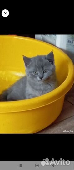 Шотландская