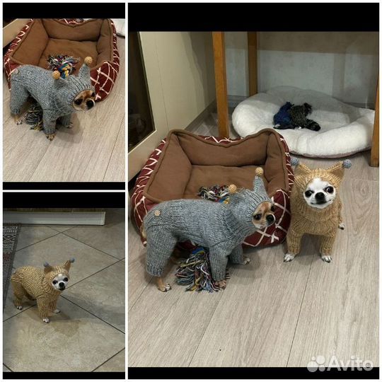 Комбинезоны для собак