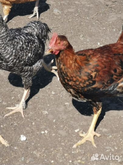 Молодые петухи