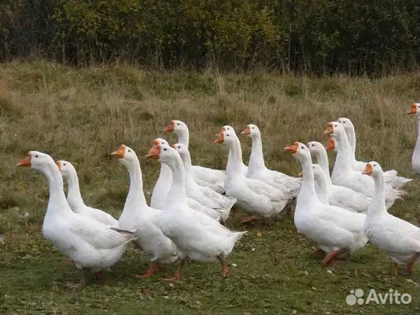 Гуси на племя