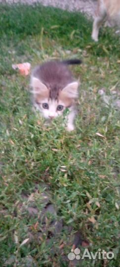 Котята бесплатно