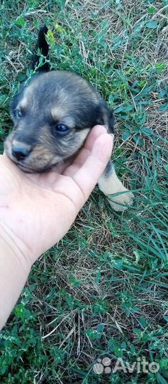 Щенята, мальчики