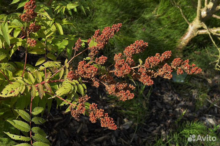 Семена Рябинника рябинолистного, сбор 2023