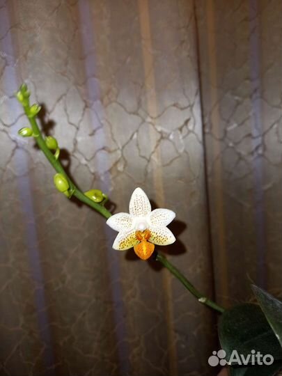Орхидея Мини Марк Цветет