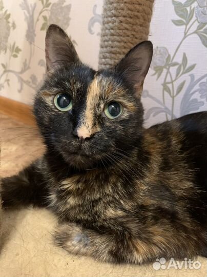 Кошка в добрые руки