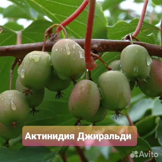 Актинидия (северное киви)
