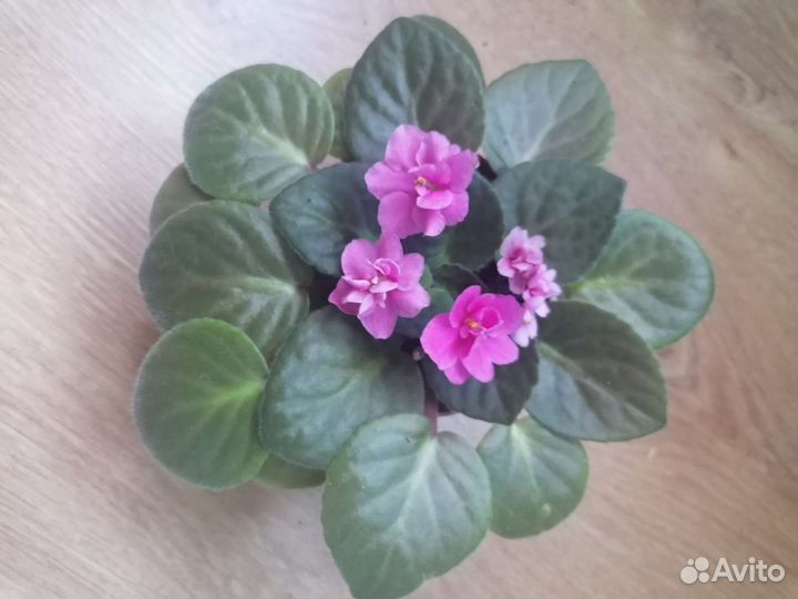 Комнатные цветы