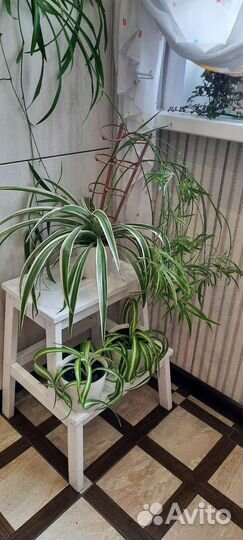 Хлорофитум 3 сорта