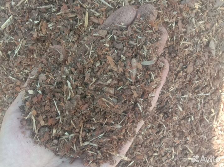 Сосновый гумус