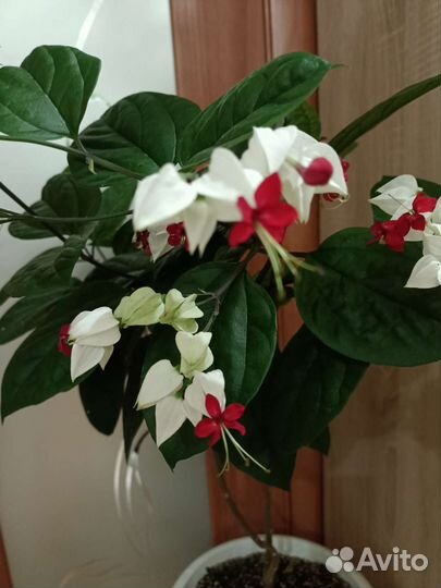 Клеродендрум Томпсона