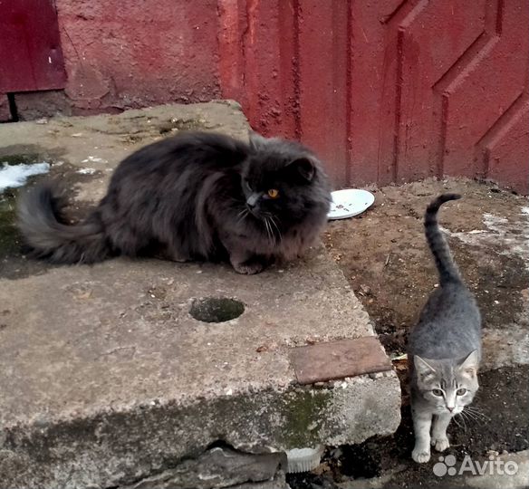 Красивый кот