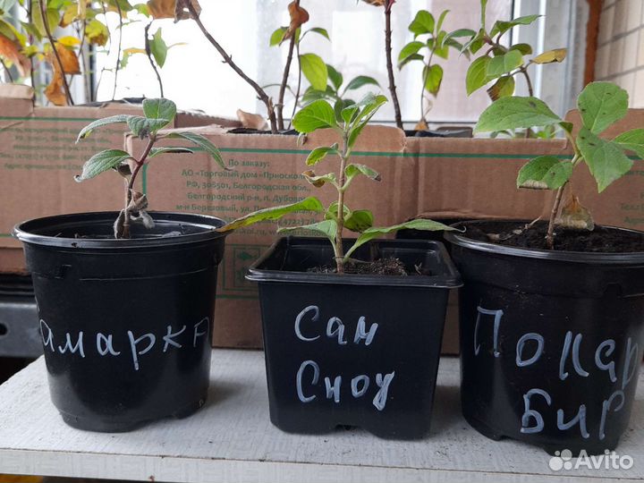 Пинки Винки, Грандифлора,смородина, хоста, Купчиха