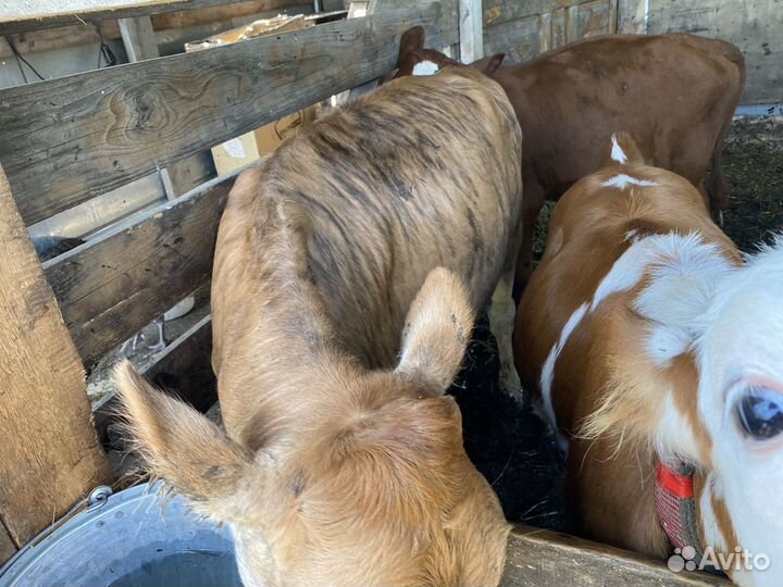 Телята 4 телят