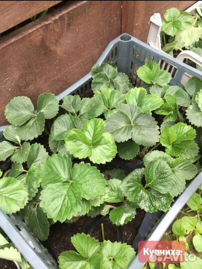 Клубника Купчиха, Фестивальная