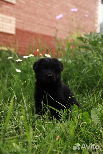 Щенки немецкой овчарки