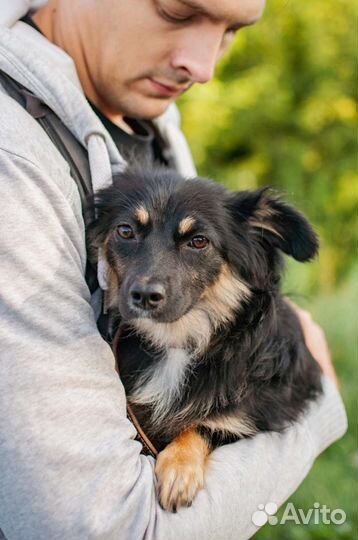 Собака из приюта в добрые руки