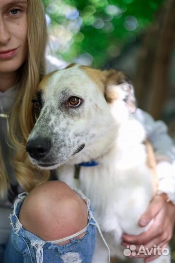 Умница Лолита мечтает о доме