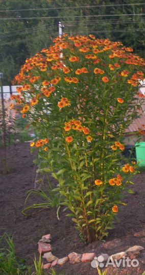 Гилениум (дубок )