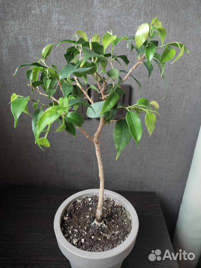 Фикус Вианди