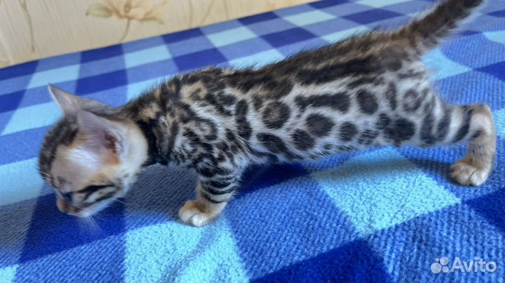 Бенгальская