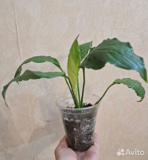 Подросток спатифиллума Спилт Милк Гофра