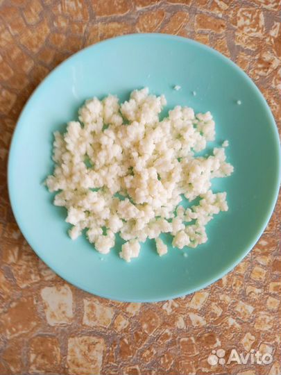 Тибетский молочный гриб