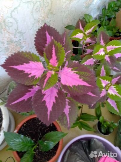 Спатифиллум сортовые крупные