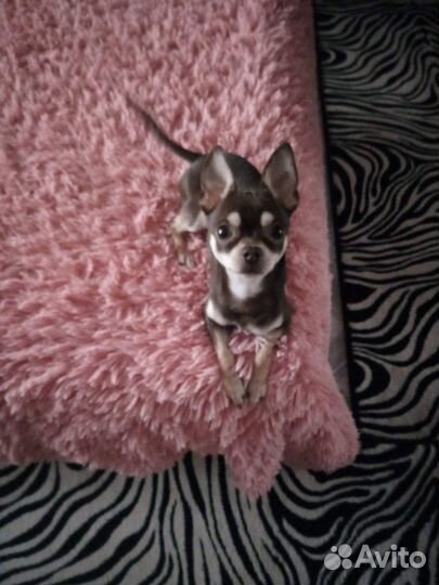 Случка чихуахуа, мужик