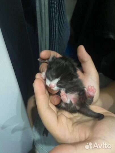 Котята в добрые руки 4 дня