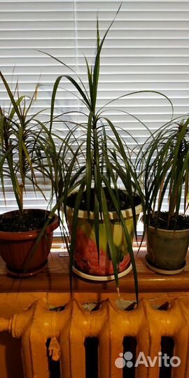 Комнатные растения. комнатная пальма - драцена