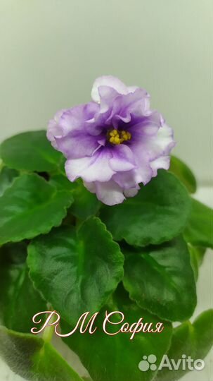 Сортовые фиалки