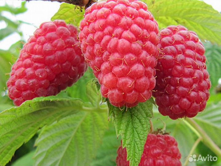 Саженцы ремонтантной малины