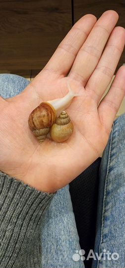 Улитки ахатины альбиносы