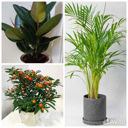 Соланум, пальма арека