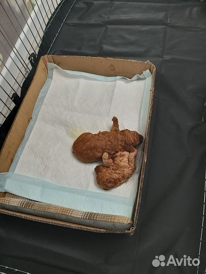 Продам щенков