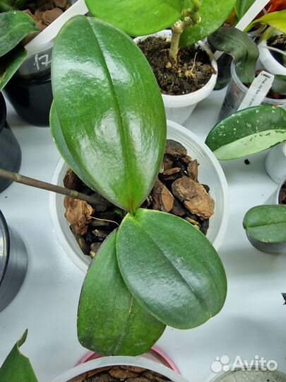 Орхидея фаленопсис