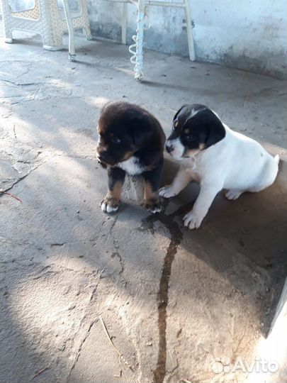 Охотничьи щенки