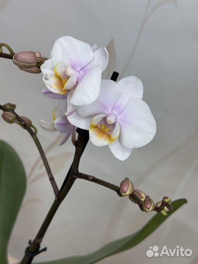 Орхидея фаленопсис новинка