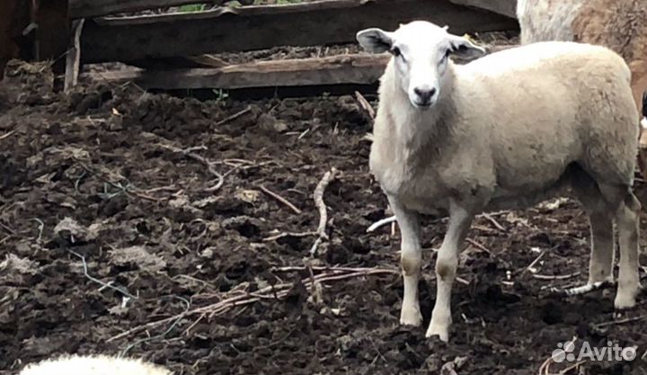 Катумские бараны