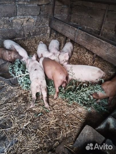 Поросята