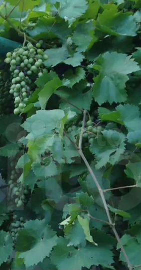 Дом 196 м² на участке 6 сот.